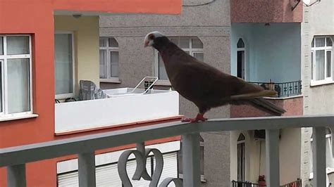 balkona gelen güvercin